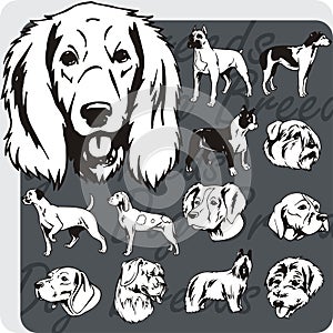 Dog Breeds - vector set