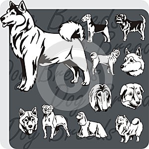 Dog Breeds - vector set
