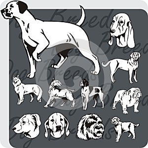 Dog Breeds - vector set