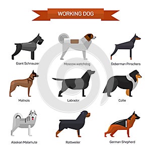 Dog breeds vector set on white background. Illustration in flat style design. Icons and emblems