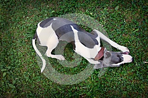 Dog breeds whippe on summer nature, greyhound hunting dog. The d