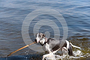 Dog breeds whippet on summer nature. A dog in the water plays wi