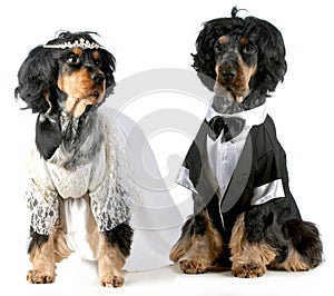 Dog bride and groom