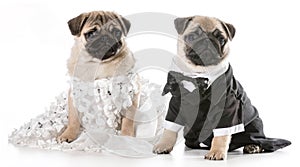 Dog bride and groom
