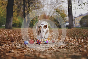 The dog among the bright autumn leaves plays ball