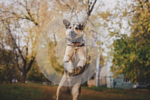 The dog among the bright autumn leaves plays ball