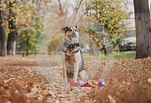 The dog among the bright autumn leaves plays ball