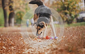 The dog among the bright autumn leaves plays ball