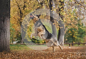 The dog among the bright autumn leaves plays ball