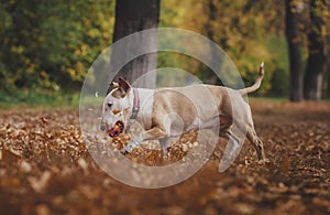 The dog among the bright autumn leaves plays ball