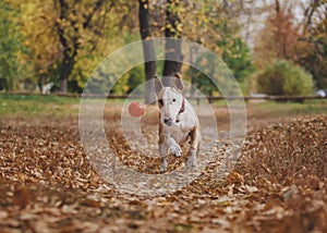 The dog among the bright autumn leaves plays ball