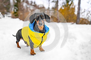 Dog in bright warm clothes stands on snowy path in forest, Looks at camera.