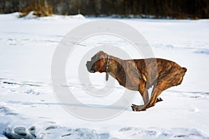 Dog brindle boxer running in the winter in the snow, fast running closeup side view