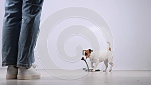 The dog brings the leash to the woman on a white background. Jack Russell Terrier calls the owner for a walk.