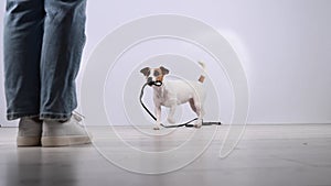 The dog brings the leash to the woman on a white background. Jack Russell Terrier calls the owner for a walk.