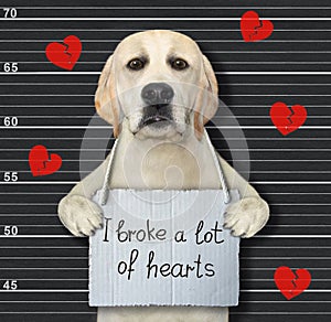 Dog broke lots of hearts