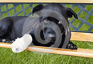 Dog with broken leg photo