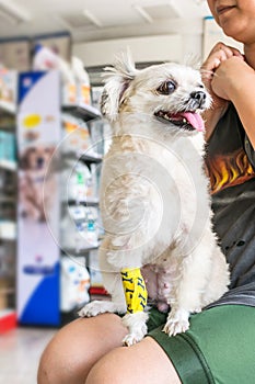 Dog broken leg with bandage in veterinary clinic