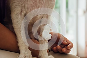 Dog broken leg with bandage in veterinary clinic