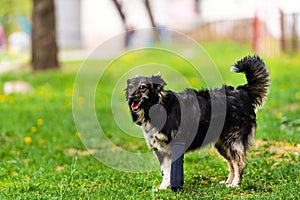 Dog with a broken paw in a cast. Best friend. Green grass. Summer time