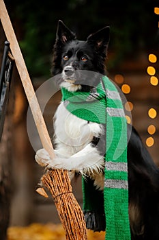 Dog with broom in Halloween. Autumn  Hollidays and celebration. photo