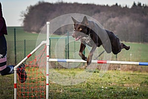 Dog brown Border collie is jumping agility.