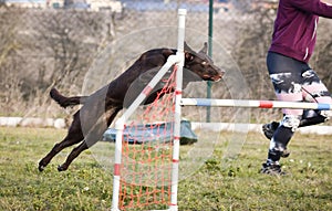 Dog brown border collie is jumping over the hurdles