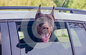 Dog Brown Doberman looks out of the side window of the car