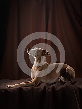 Dog on a brown drapery background. graceful Italian greyhound.