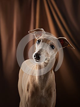 Dog on a brown drapery background. graceful Italian greyhound.