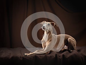 Dog on a brown drapery background. graceful Italian greyhound.