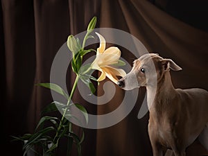 Dog on a brown drapery background. graceful Italian greyhound.