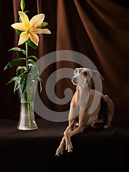 Dog on a brown drapery background. graceful Italian greyhound.