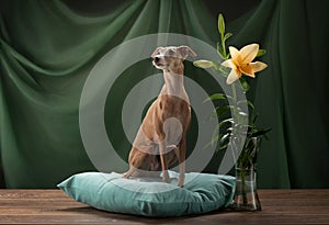 Dog on a brown drapery background. graceful Italian greyhound.