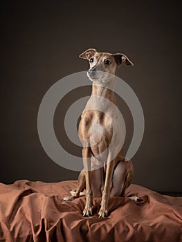 Dog on a brown drapery background. graceful Italian greyhound.