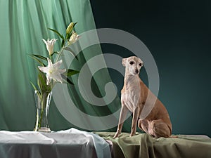 dog on a brown drapery background. graceful Italian greyhound.