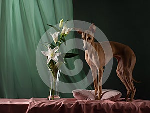 dog on a brown drapery background. graceful Italian greyhound.