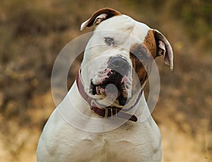 dog with a brown eye