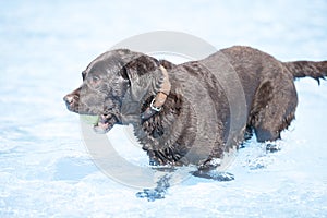 Dog, brown Labrador Retriever with tennis ball in swimming pool