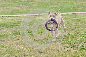 A dog, a brown pitbull, runs along the grass with a toy in its teeth. Horizontal frame