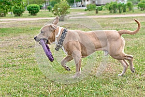 A dog, a brown pitbull, runs along the grass with a toy in its teeth. Horizontal frame