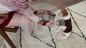 A dog in a brown sweater and a girl in the room. A woman gives a Jack Russell Terrier a box with a gift. New Year's