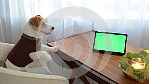 A dog in a brown sweater sits on a chair at a table with a tablet and candles. Jack Russell Terrier looks at the