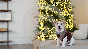 A dog in a brown sweater sits on the sofa. Jack Russell Terrier celebrates the New Year against the backdrop of a