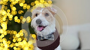 A dog in a brown sweater sits on the sofa. Jack Russell Terrier celebrates the New Year against the backdrop of a