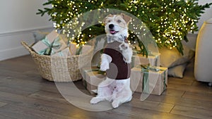 A dog in a brown sweater sits under a Christmas tree with gifts in the house. Jack Russell Terrier celebrates the New