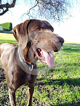 Dog  brown and tonge . photo