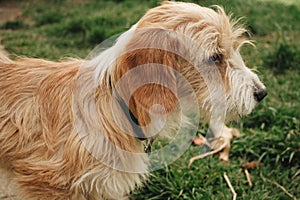 Dog brown and white nature background