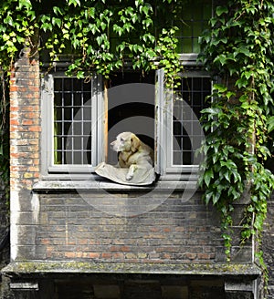 A dog in the Bruge photo