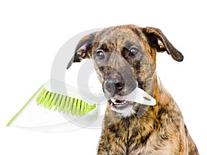 Dog with brush and dustpan. isolated on white background